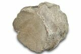 Fossil Mosasaur (Clidastes) Caudal Vertebra Centrum - Texas #284470-1